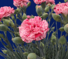 Dianthus-Pinball-Wizard-002