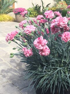 Dianthus-Pinball-Wizard-003