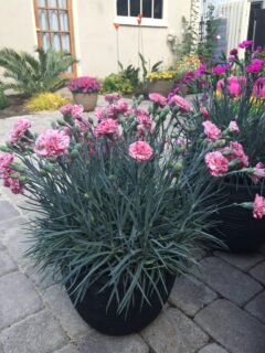 Dianthus-Pinball-Wizard-004