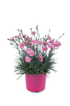 Dianthus-Pinball-Wizard-005
