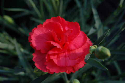 Dianthus Rosebud 000