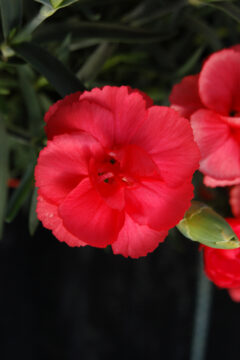 Dianthus Rosebud 001