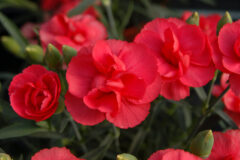 Dianthus Rosebud 002
