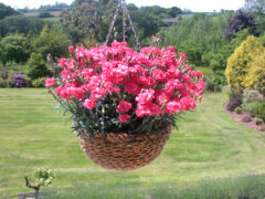 Dianthus Rosebud 003