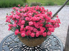 Dianthus Rosebud 004