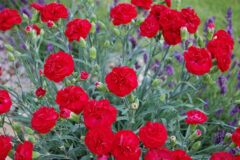 Dianthus SCENT FIRST 004