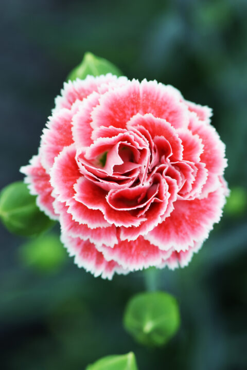 Dianthus-SCENT-FIRST-COMPACT-Coral-Reef-001