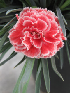 Dianthus-SCENT-FIRST-COMPACT-Coral-Reef-003