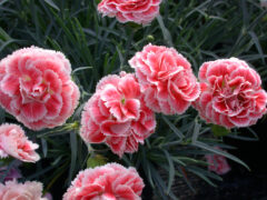 Dianthus-SCENT-FIRST-COMPACT-Coral-Reef-004
