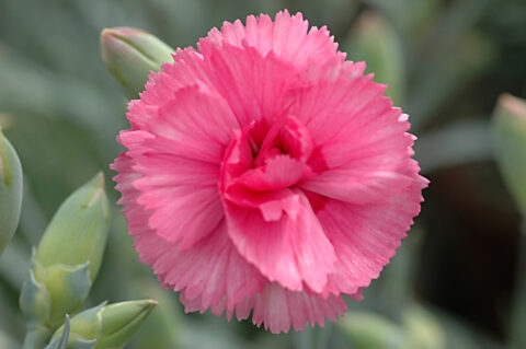Dianthus-SCENT-FIRST-COMPACT-Eternity-001
