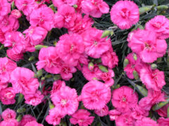 Dianthus-SCENT-FIRST-COMPACT-Eternity-002