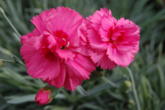 Dianthus-SCENT-FIRST-COMPACT-Eternity-003