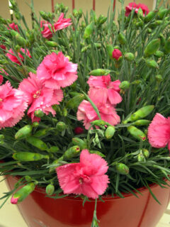 Dianthus-SCENT-FIRST-COMPACT-Eternity-004