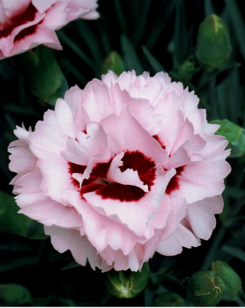 Dianthus-SCENT-FIRST-COMPACT-Raspberry-Surprise-001
