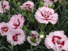 Dianthus-SCENT-FIRST-COMPACT-Raspberry-Surprise-002