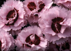 Dianthus-SCENT-FIRST-COMPACT-Raspberry-Surprise-003
