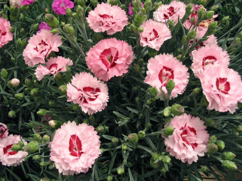 Dianthus-SCENT-FIRST-COMPACT-Raspberry-Surprise-004