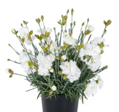 Dianthus SCENT FIRST Memories_Z6S5149