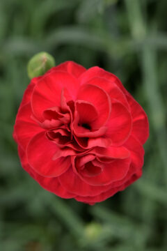 Dianthus SCENT FIRST Passion 001