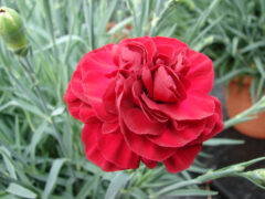 Dianthus SCENT FIRST Passion 002