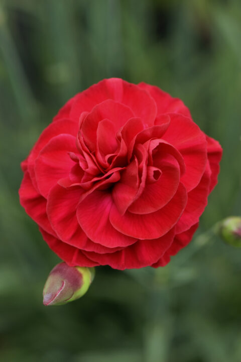 Dianthus SCENT FIRST Passion 003