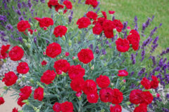Dianthus SCENT FIRST Passion 005