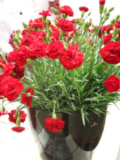 Dianthus SCENT FIRST Passion 006