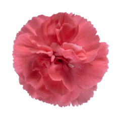 Dianthus SCENT FIRST Romance_Z6S4711