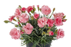 Dianthus SCENT FIRST Romance_Z6S5201