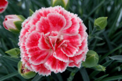Dianthus-SFC-Coral-Reef-001