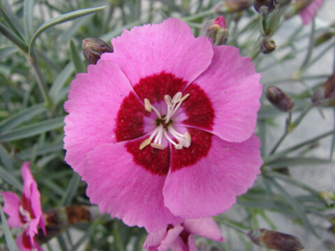 Dianthus-SS-Peppermint-Star-001