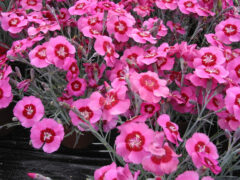 Dianthus-SS-Peppermint-Star-002