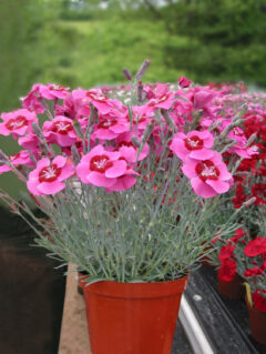 Dianthus-SS-Peppermint-Star-003
