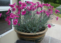 Dianthus-SS-Peppermint-Star-004