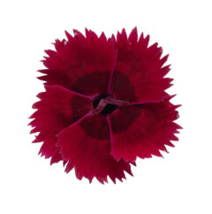 Dianthus STAR SINGLE Fire Star Imp_Z6S4742