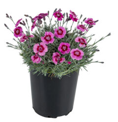 Dianthus STAR SINGLE Pepperemint Star_Z6S5309