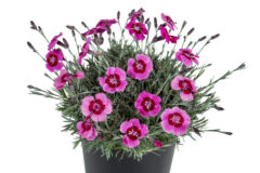 Dianthus STAR SINGLE Pepperemint Star_Z6S5314