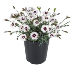 Dianthus STAR SINGLE Stargazer_Z6S5248