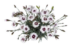Dianthus STAR SINGLE Stargazer_Z6S5250