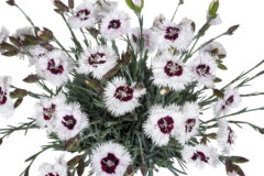 Dianthus STAR SINGLE Stargazer_Z6S5252