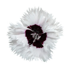 Dianthus STAR SINGLE Stragazer_Z6S4732
