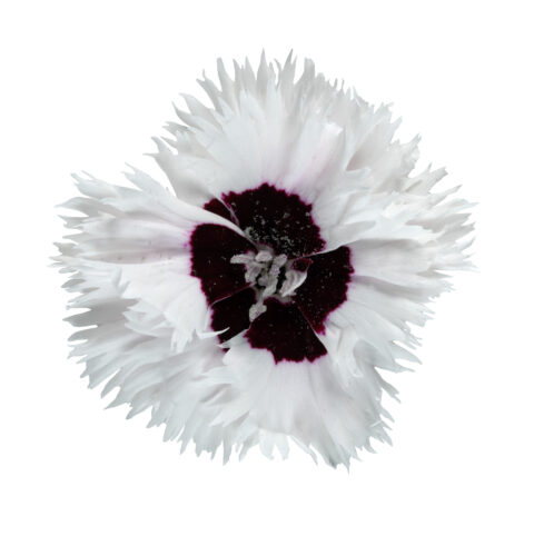 Dianthus STAR SINGLE Stragazer_Z6S4732