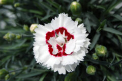 Dianthus-Scent-First-Compact-Coconut-Coconut-Surprise-001
