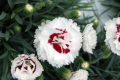 Dianthus-Scent-First-Compact-Coconut-Coconut-Surprise-002