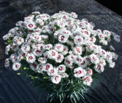 Dianthus-Scent-First-Compact-Coconut-Coconut-Surprise-003