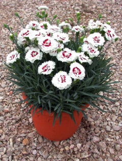 Dianthus-Scent-First-Compact-Coconut-Coconut-Surprise-004