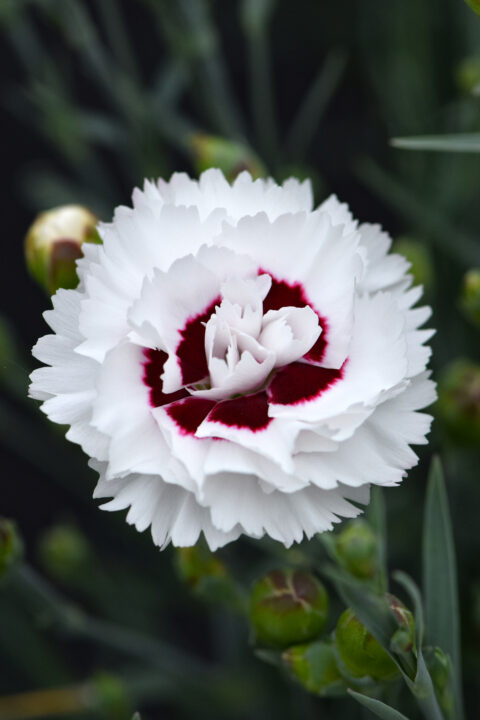 Dianthus-Scent-First-Compact-Coconut-Suprise-004