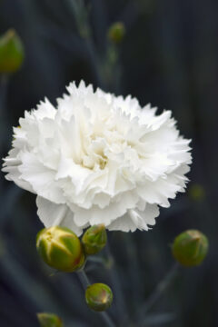 Dianthus Scent First Memories 002 2