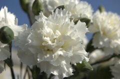 Dianthus Scent First Memories 003