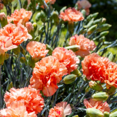 Dianthus-Scent-First-Orange-Sparkler_sq